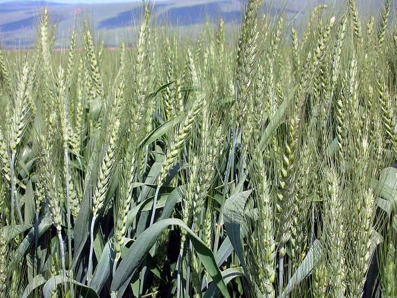 Difference Between Gluten Free and Whetat Free_Figure 2