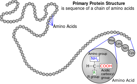 Difference Between Primary Secondary and Tertiary Structure of Protein_Figure 1