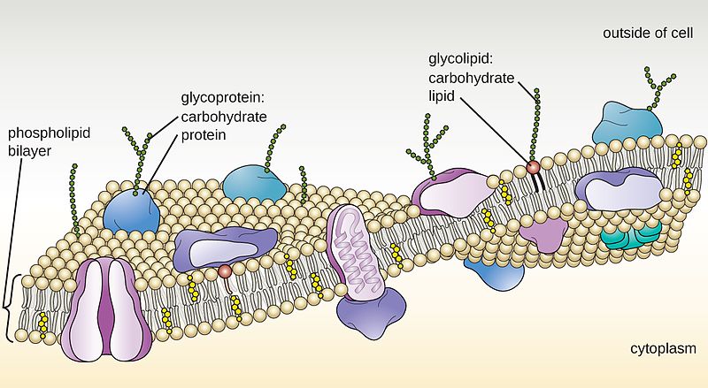 difference-between-proteoglycan-and-glycoprotein-pediaa-com