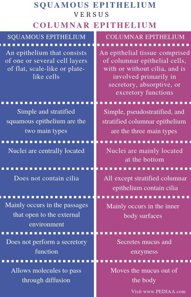 Difference Between Squamous Epithelium and Columnar Epithelium