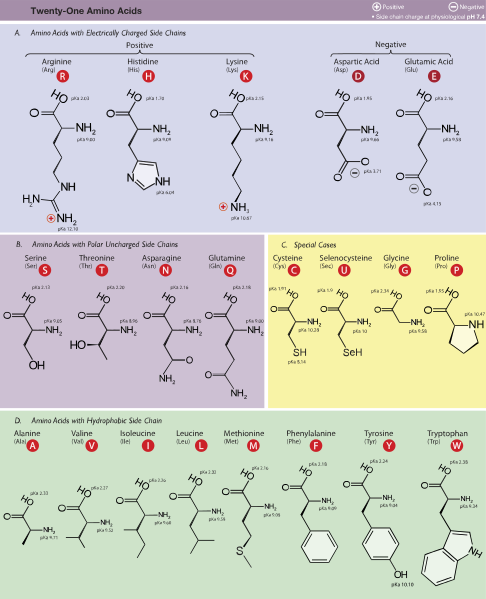 What is the Difference Between Amino Acids and Fatty Acids_Figure 1