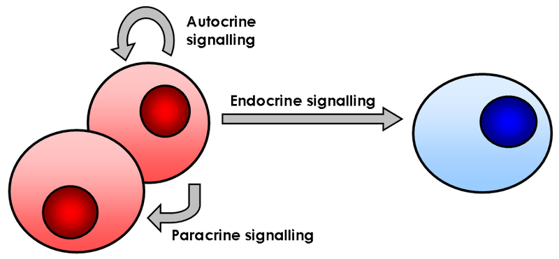 What is the Difference Between Autocrine and Paracrine - Pediaa.Com