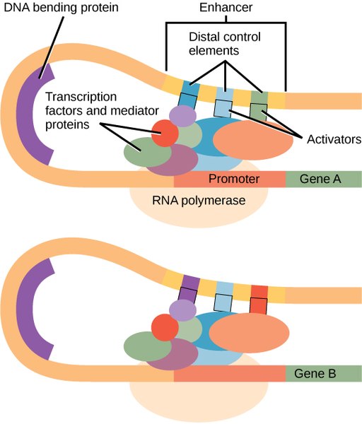 what-is-the-difference-between-enhancer-and-promoter-pediaa-com