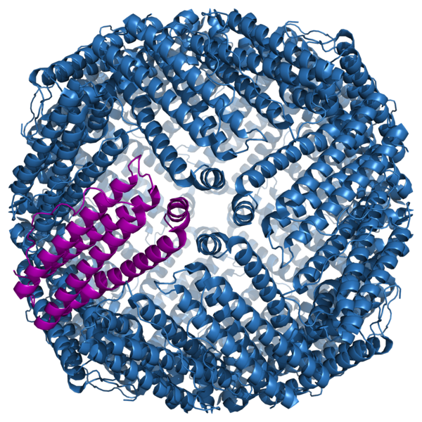 what-is-the-difference-between-ferritin-and-transferrin-pediaa-com