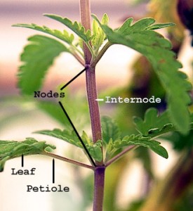 Internod What is the Difference Between Node and Internode - Pediaa.Com