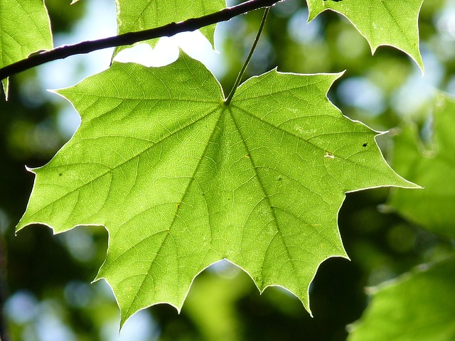 Image result for simple leaf