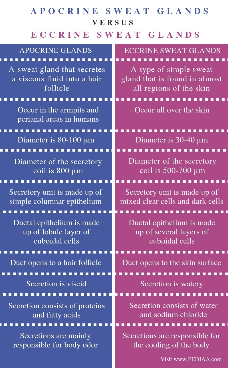 what-is-the-difference-between-apocrine-and-eccrine-sweat-glands