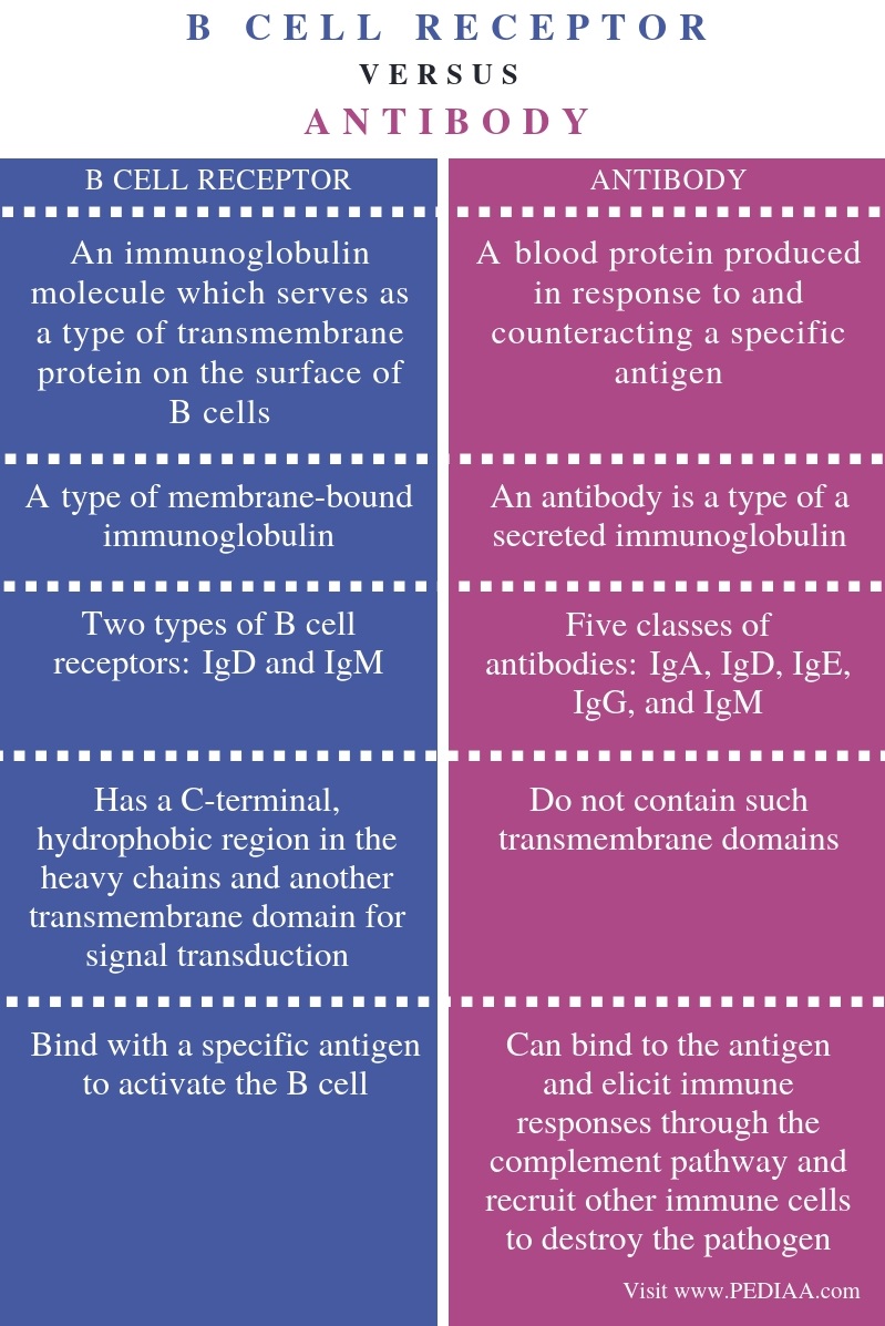 Difference Between B Cell Receptor and Antibody - Comparison Summary
