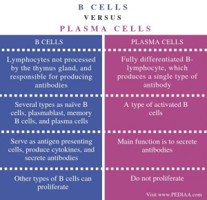 What Is The Difference Between B Cells And Plasma Cells - Pediaa.Com