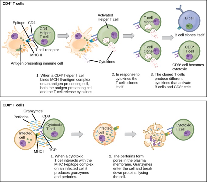 What is the Difference Between Cytotoxic T Cells and Helper T Cells ...