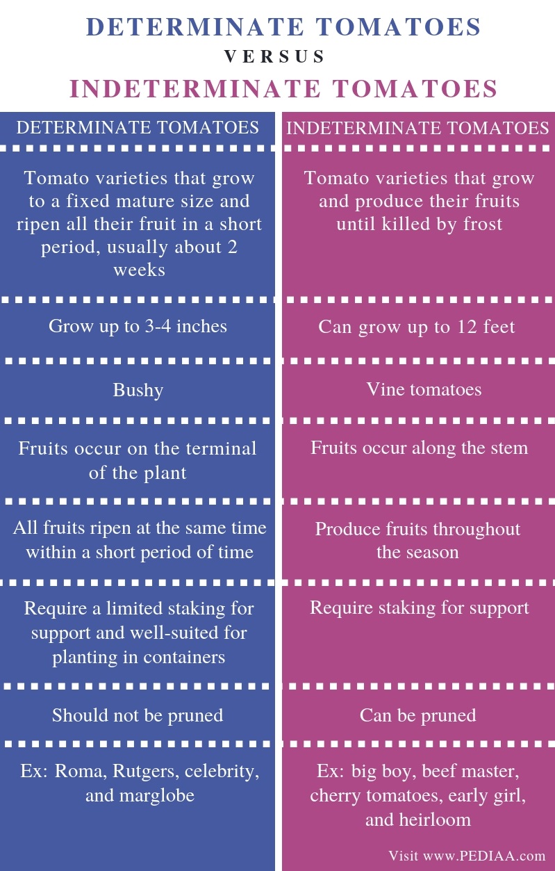 Difference Between Determinate and Indeterminate Tomatoes - Comparison Summary