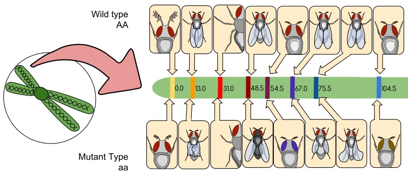 Difference Between Gene Mapping and Gene Sequencing_Figure 1