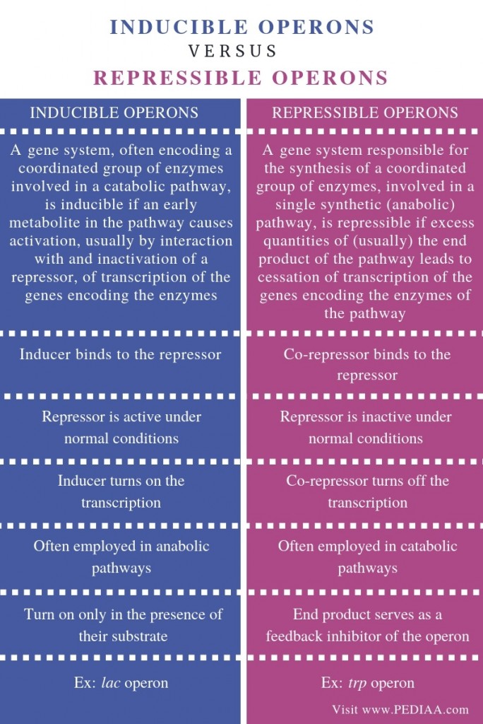 What is the Difference Between Inducible and Repressible Operons