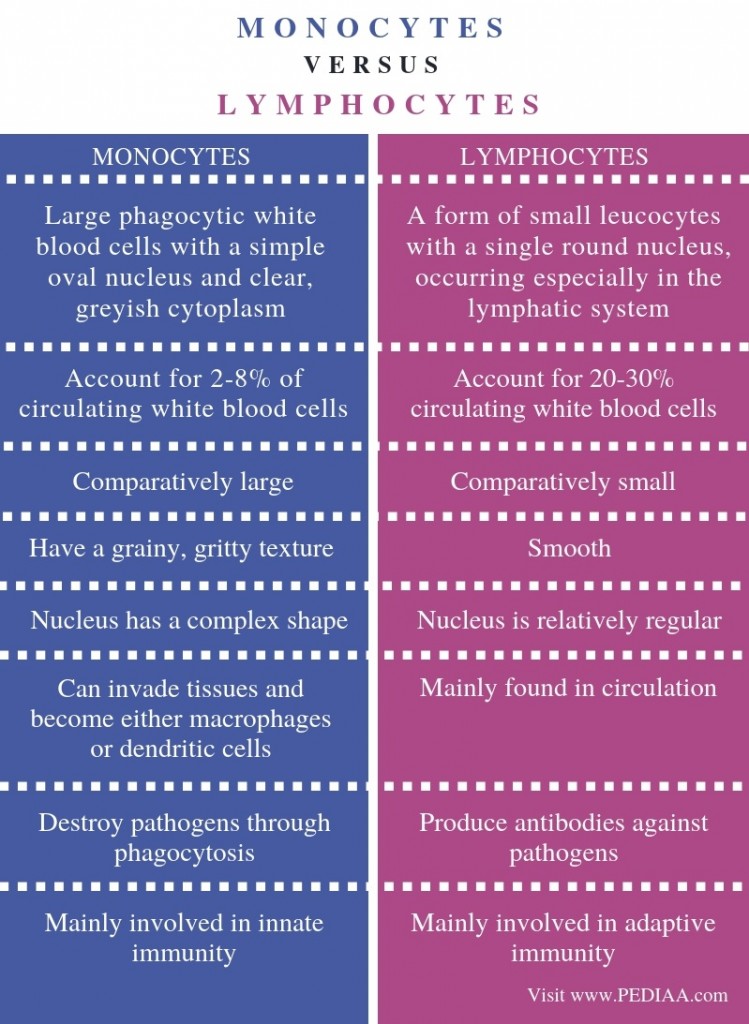 What Is The Difference Between Monocytes And Lymphocytes Pediaa Com what-is-the-difference-between-monocytes-and-lymphocytes-pediaa-com