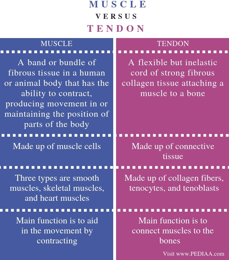 What is the Difference Between Muscle and Tendon - Pediaa.Com