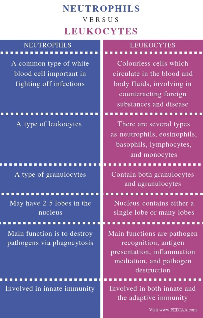 What is the Difference Between Neutrophils and Leukocytes - Pediaa.Com