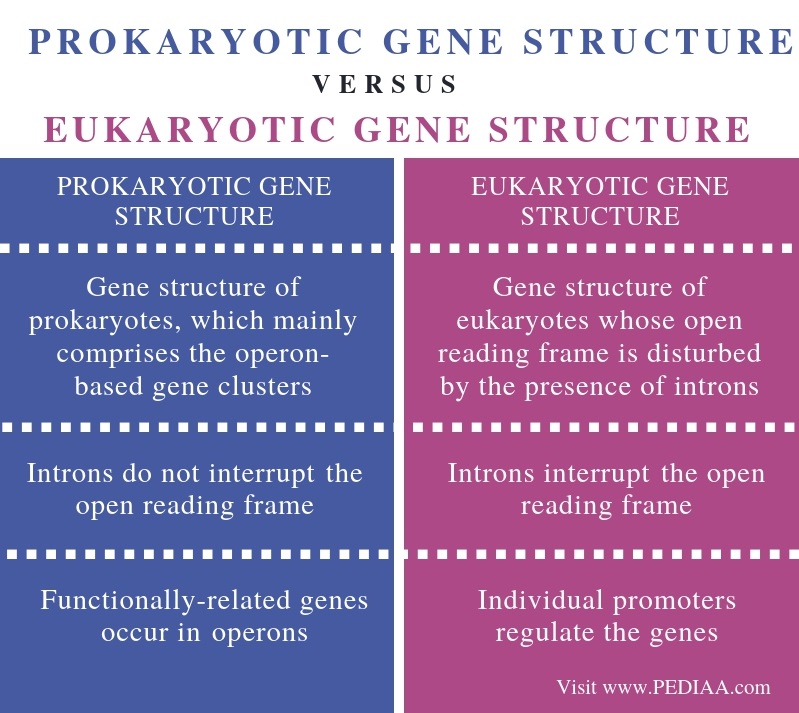 What is the Difference Between Prokaryotic and Eukaryotic Gene ...