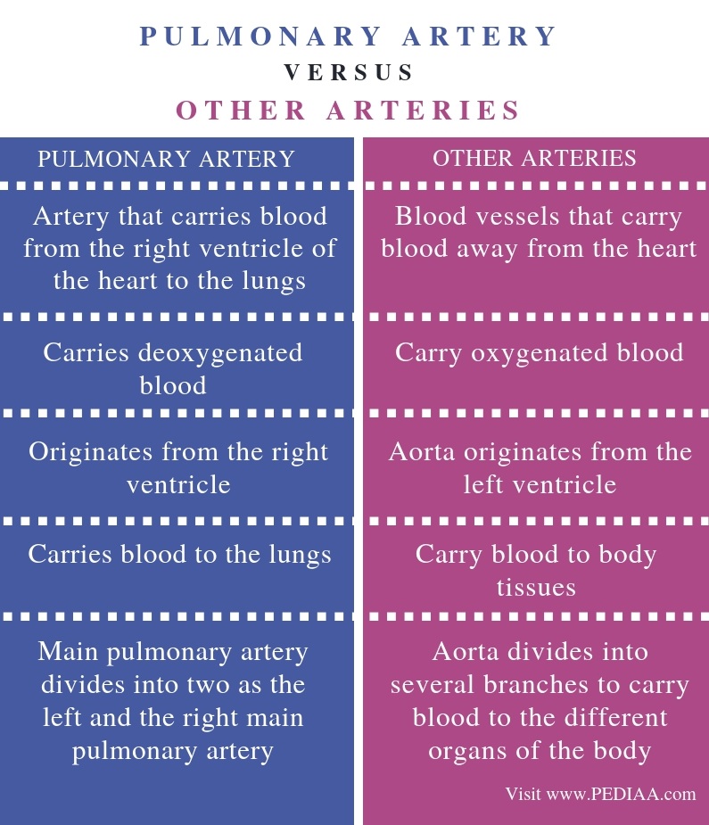 What is the Difference Between Pulmonary Artery and Other Arteries ...