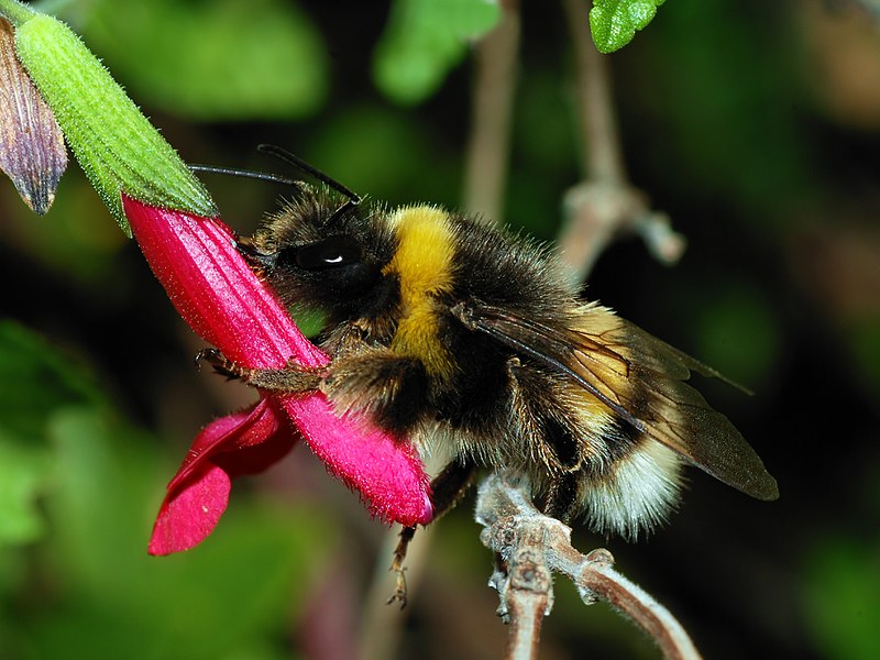 What is the Difference Between Bumble Bee and Carpenter Bee