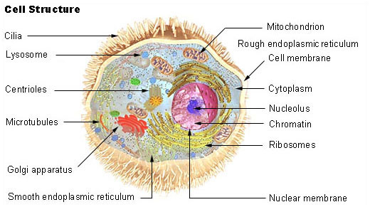 What is the Difference Between Cytology and Cell Biology_Figure 2