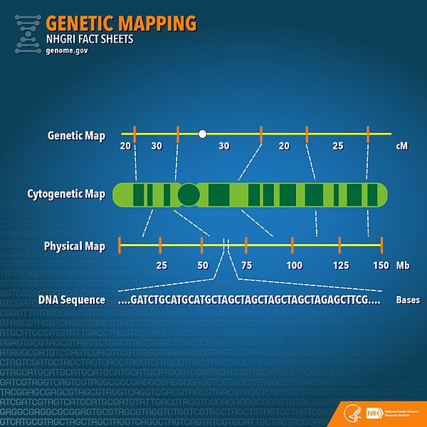 what-is-the-difference-between-gene-mapping-and-gene-sequencing-pediaa-com