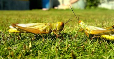 What is the Difference Between Grasshopper and Cricket