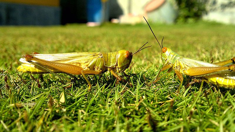 the grasshopper and the bell cricket meaning