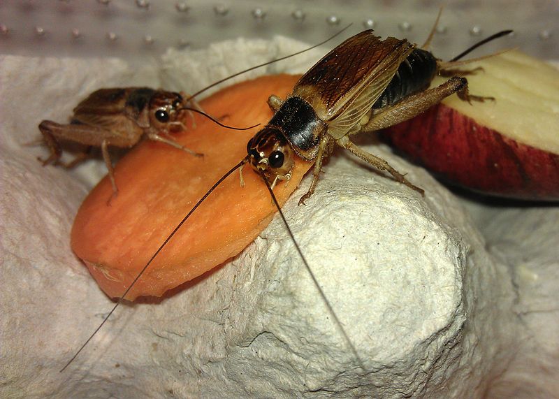 What Is The Difference Between Grasshopper And Cricket - Pediaa.Com