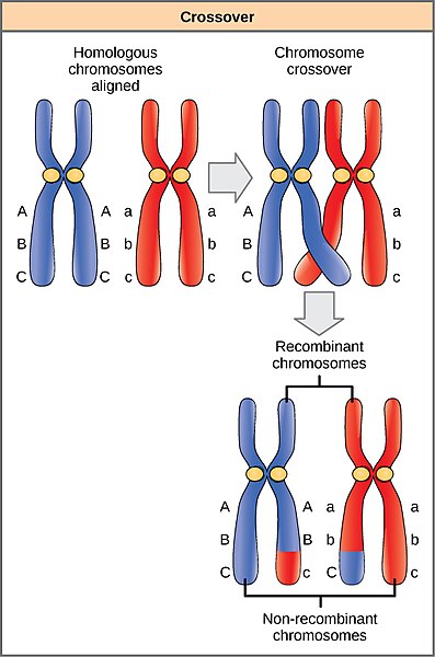 X Linked Genes Definition