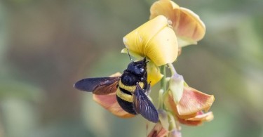 What is the Difference Between Male and Female Carpenter Bees
