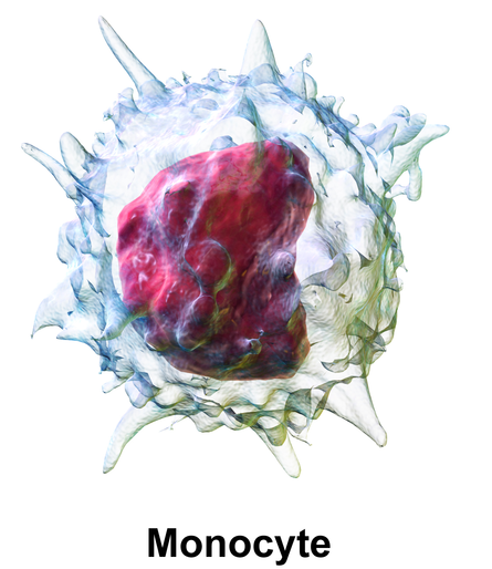 What is the Difference Between Monocytes and Lymphocytes