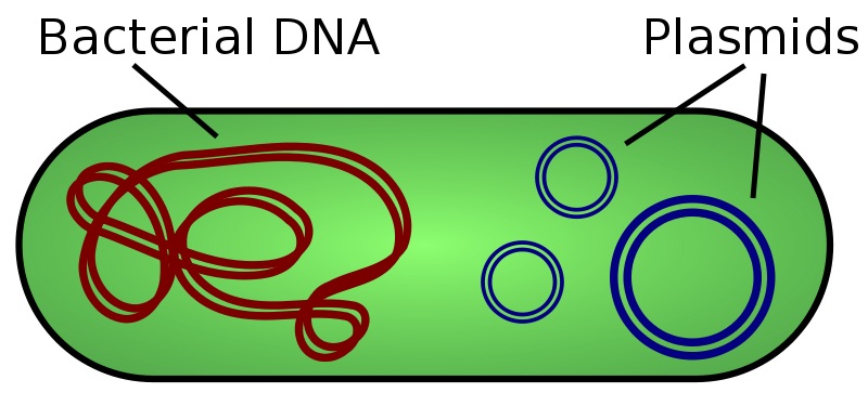 what is the difference between plasmid dna and chromosomal dna