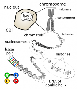 What is the Difference Between Plasmid DNA and Chromosomal DNA - Pediaa.Com