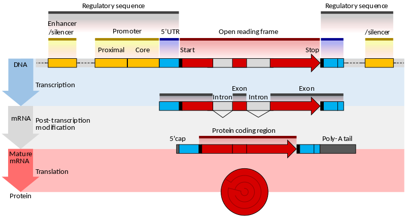 What is the Difference Between Prokaryotic and Eukaryotic Gene ...