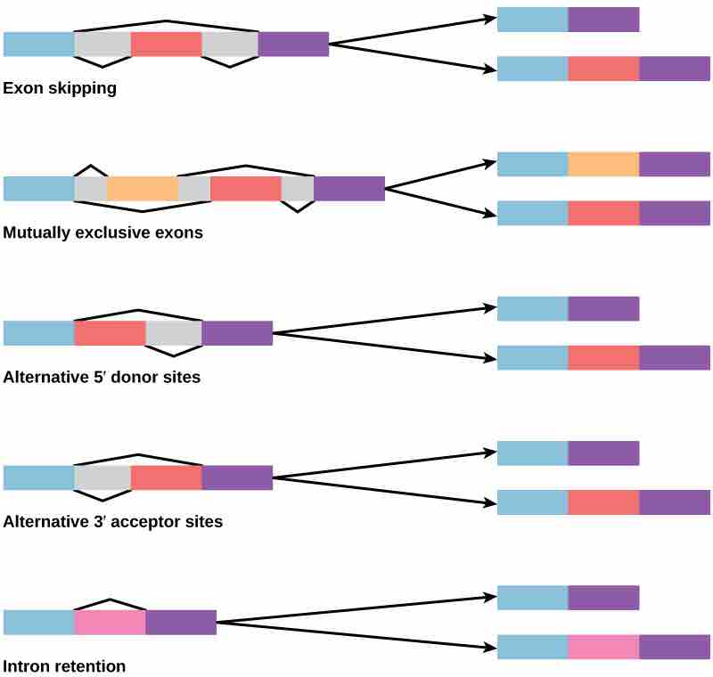 What is the Difference Between RNA Splicing and Alternative Splicing