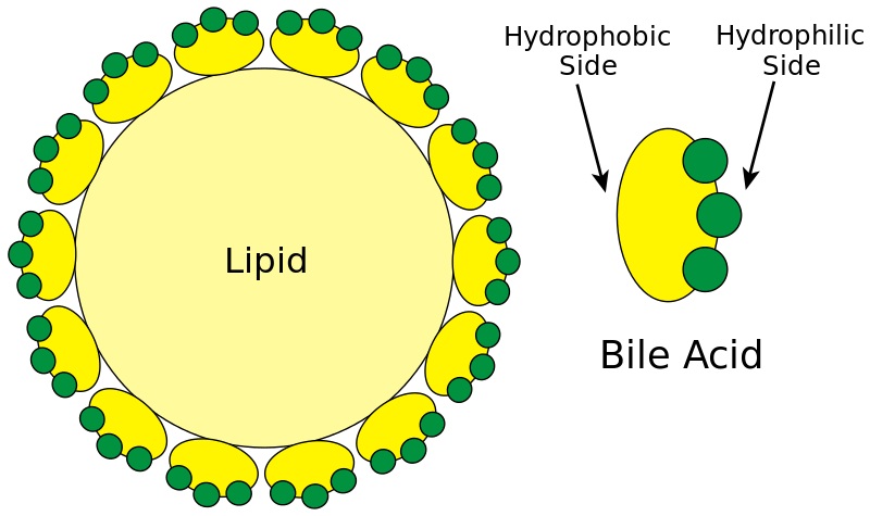 Difference Between Bile Salts and Bile Pigments_Figure 3