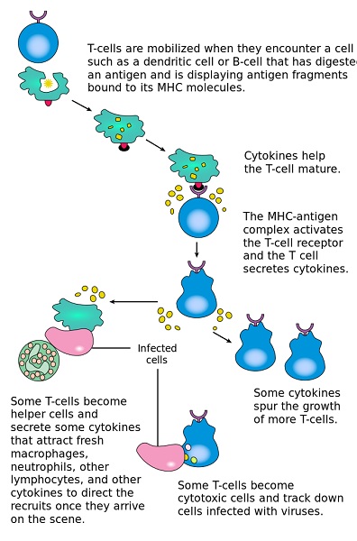 Main Difference - CD4 vs CD8 T Cells