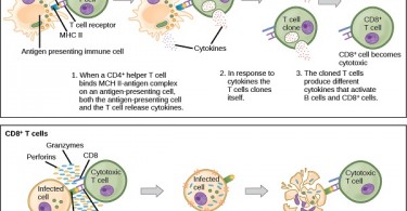 cd8 t cells vs cd4