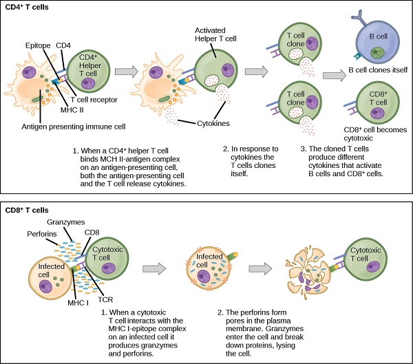 Difference Between CD4 and CD8 T Cells