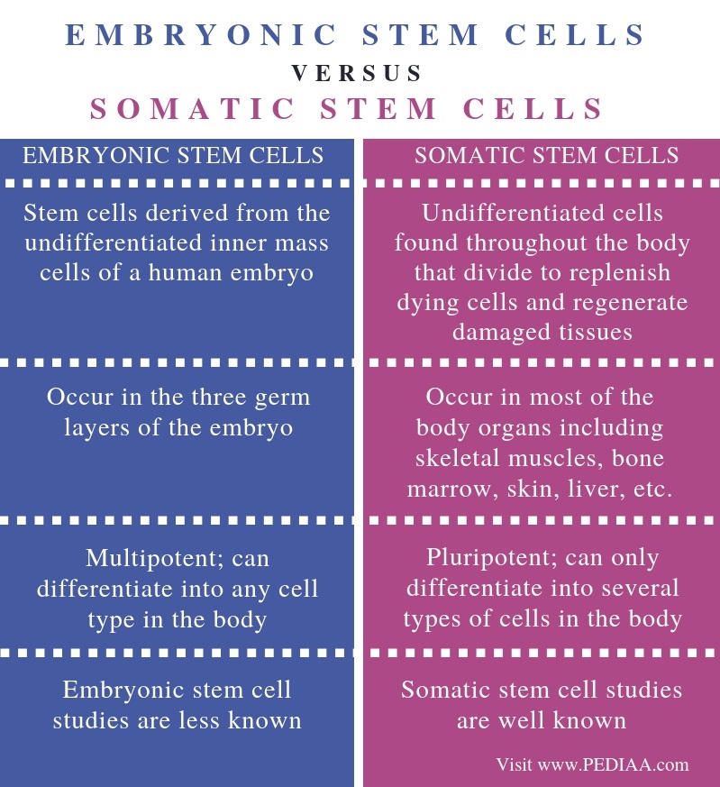 embryonic stem cells vs somatic stem cells