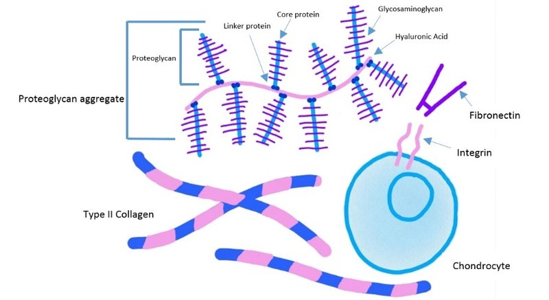 What is the Difference Between Fibronectin and Laminin - Pediaa.Com