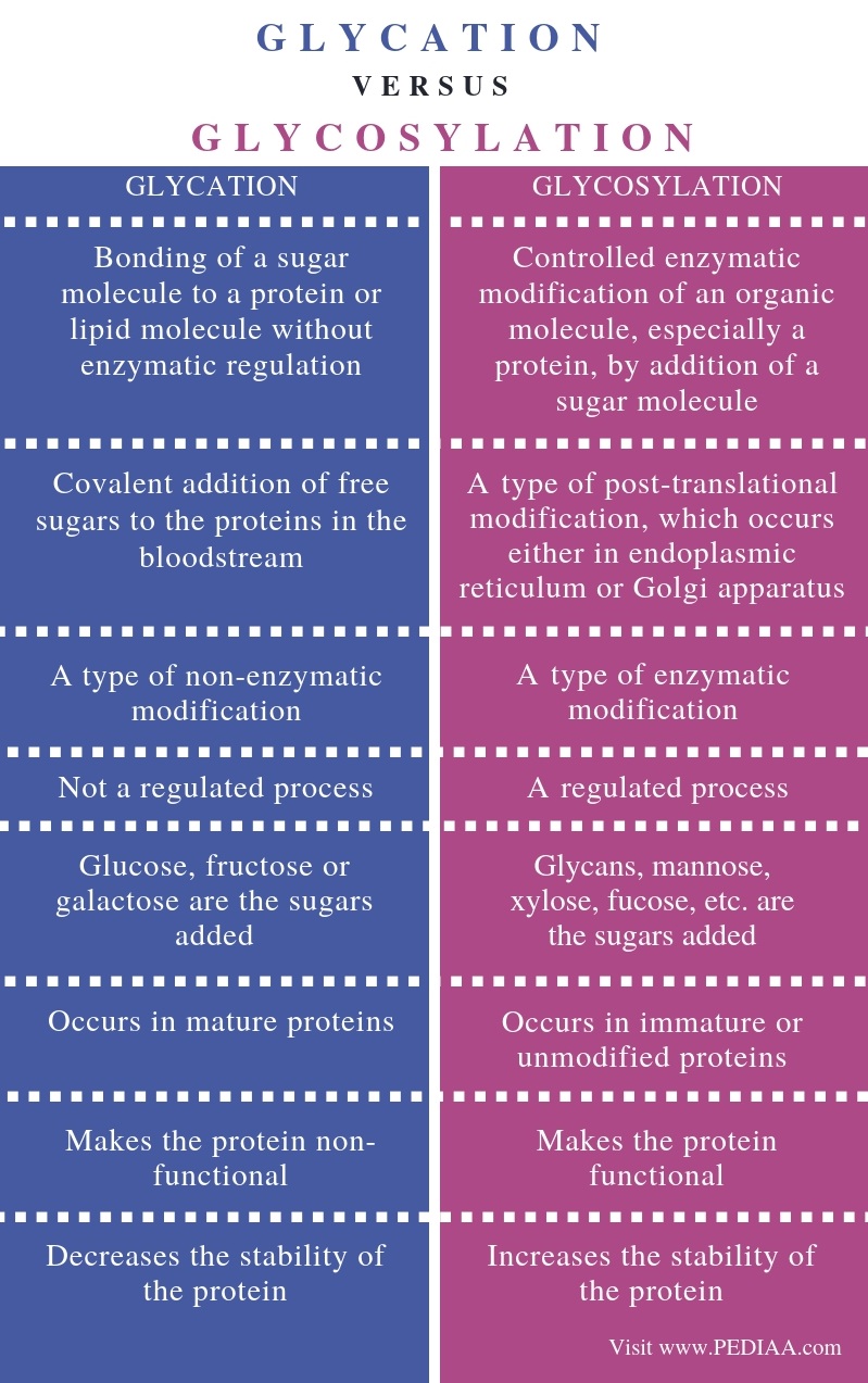 What is the Difference Between Glycation and Glycosylation ... cilia diagram 