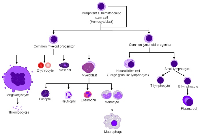 What is the Difference Between Myeloid and Lymphoid Cells - Pediaa.Com