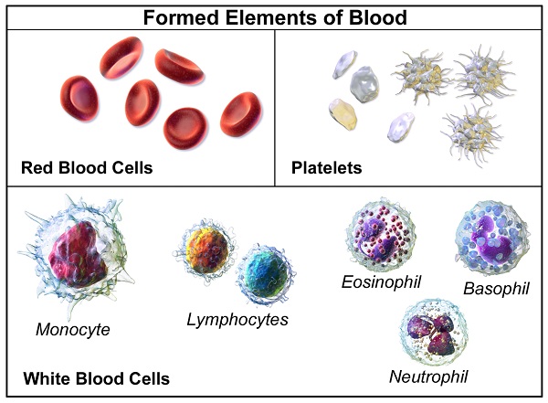 What is the Difference Between Myeloid and Lymphoid Cells - Pediaa.Com