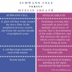 What is the Difference Between Schwann Cell and Myelin Sheath - Pediaa.Com