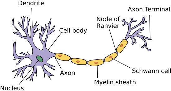 What is the Difference Between Schwann Cell and Myelin Sheath - Pediaa.Com