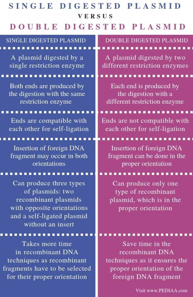 What is the Difference Between Single Digested Plasmid and Double