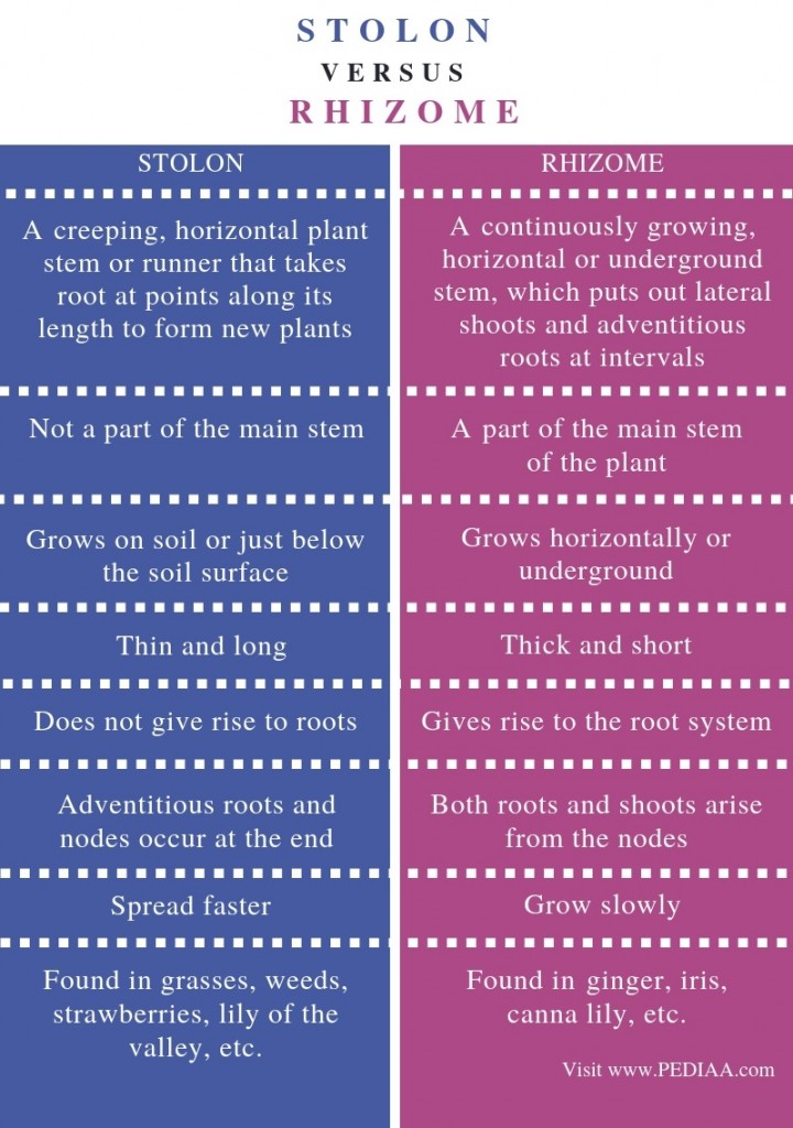 What is the Difference Between Stolon and Rhizome