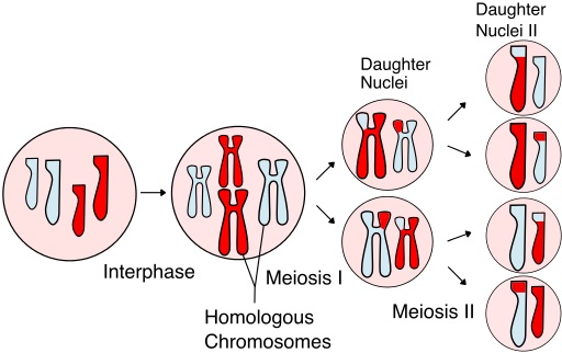 What is the Difference in Alleles Between Parent Cell and Daughter ...