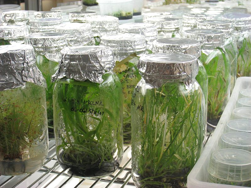 What is the Difference Between Animal Cell Culture and Plant Tissue Culture  